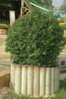 Rollboard Kiefer KDI 6x30x200cm